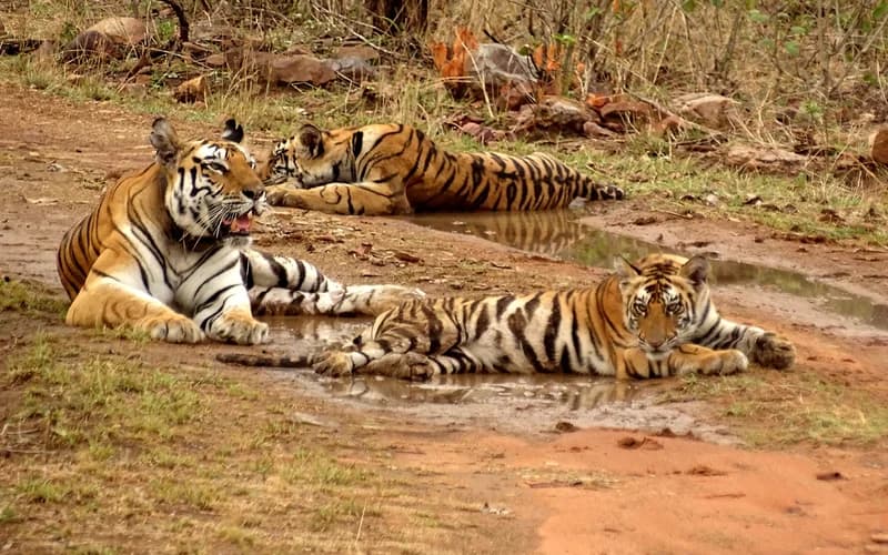 Panna National Park Tourism — SSVE Cabs